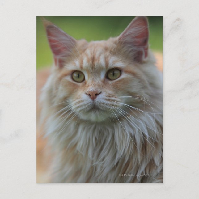 Huvuckkatt Vykort (Framsida)