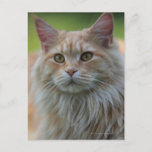 Huvuckkatt Vykort