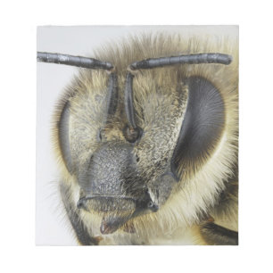 Huvud av honeybeen anteckningsblock