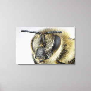 Huvud av honeybeen canvastryck
