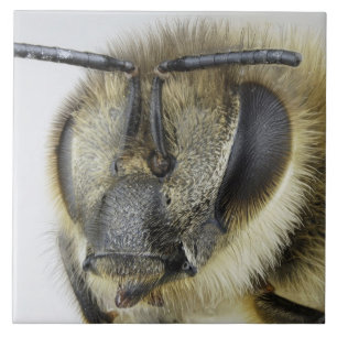 Huvud av honeybeen kakelplatta