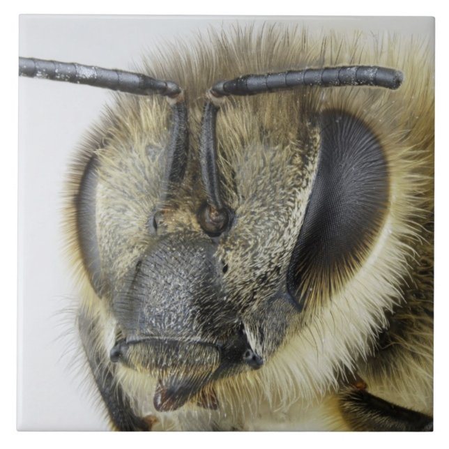 Huvud av honeybeen kakelplatta (Framsidan)