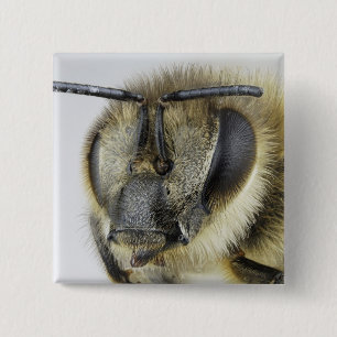 Huvud av honeybeen knapp