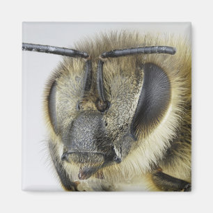 Huvud av honeybeen magnet