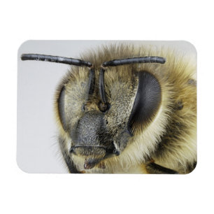 Huvud av honeybeen magnet