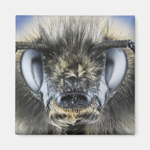 Huvud av humlan magnet