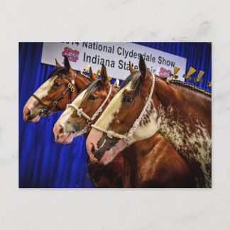 Huvud för järnhäst 3 vykort