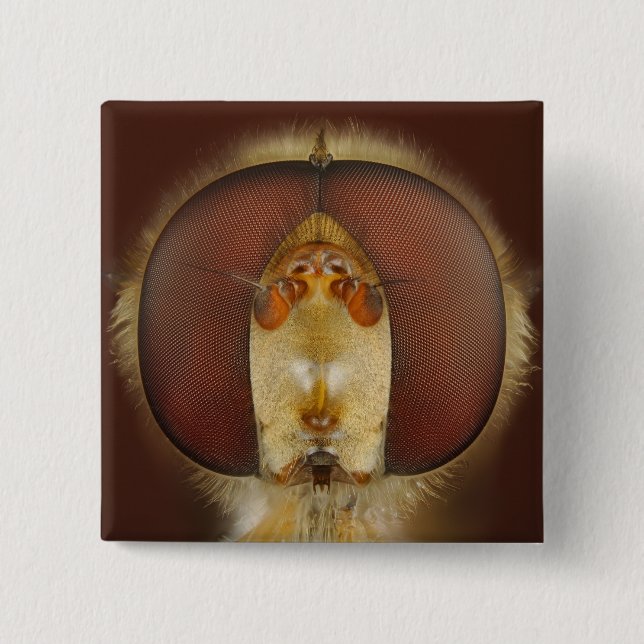 Huvud- och sammansättningögon av en svävandefluga knapp (Framsida)