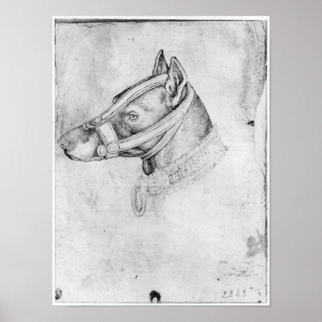 Huvud på en munsad hund poster (Framsidan)