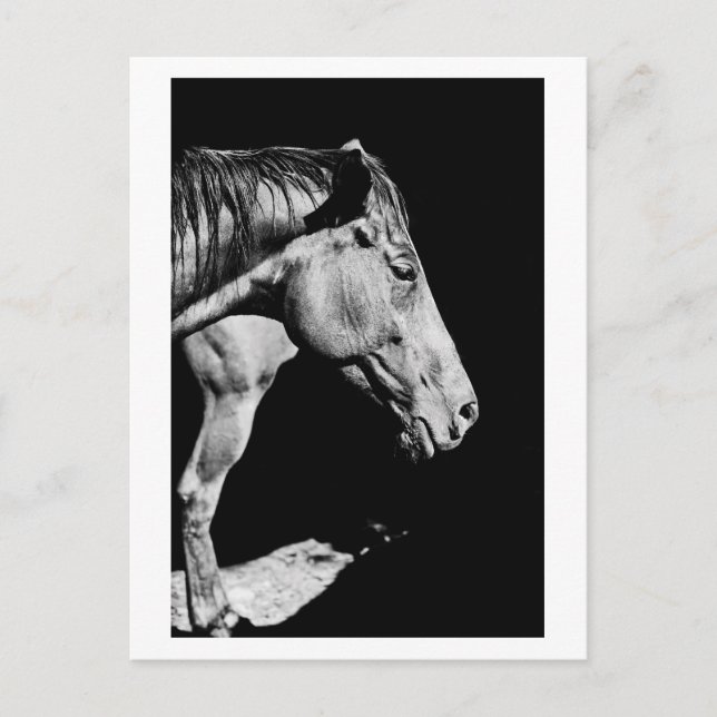 huvudhästben vykort (Framsida)