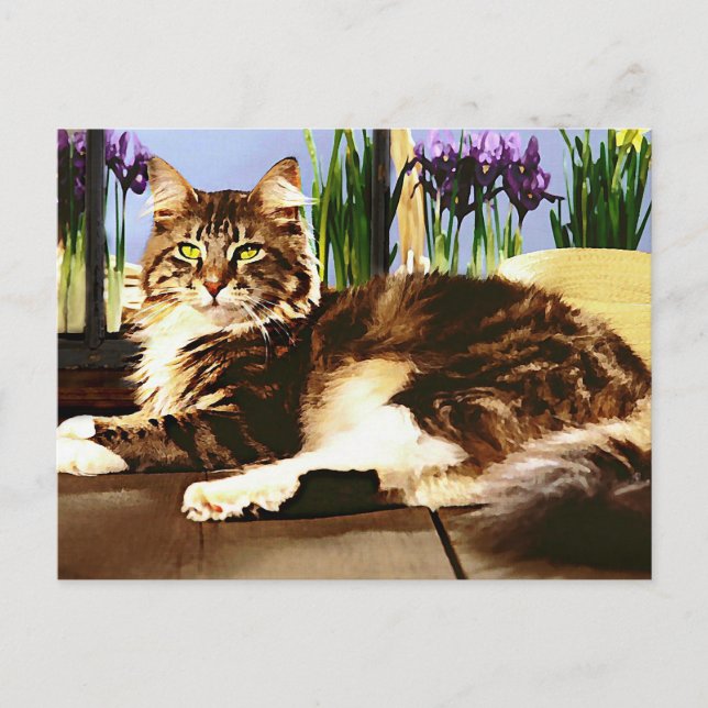 Huvudsaklig Coon Cat Vykort (Framsida)