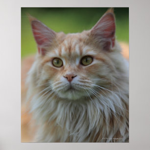 Huvudsaklig coonkatt poster