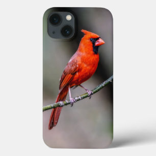 Huvudsaklig iPhone 6/6s, tufft Xtreme mobilt