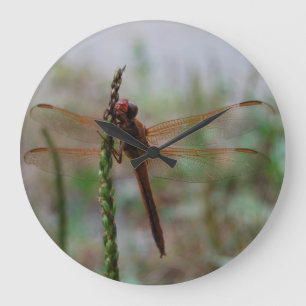 Huvudsaklig Meadowhawk slända Stor Klocka