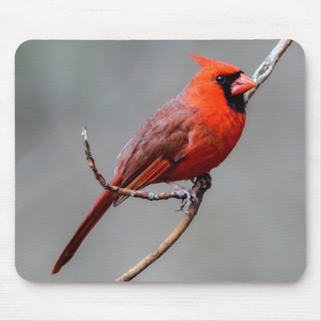 Huvudsakliga Mousepad Musmatta (Framsidan)
