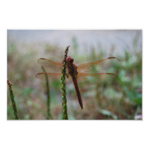 Huvudsakligt Meadowhawk sländatryck Fototryck