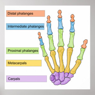 Huvudskelettdiagram för Högerna Human Hand Poster