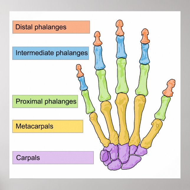 Huvudskelettdiagram för Högerna Human Hand Poster (Framsidan)