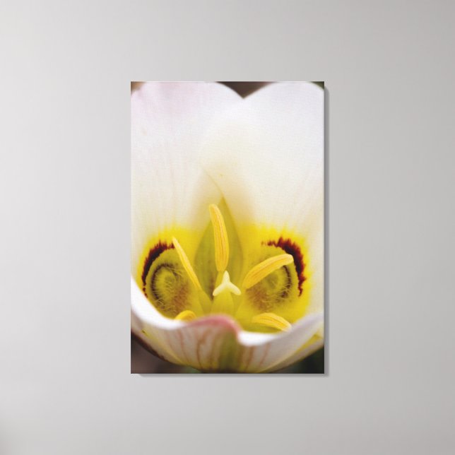 Huvudstad Reef National Park, Utah, USA 2 Canvastryck (Framsida)