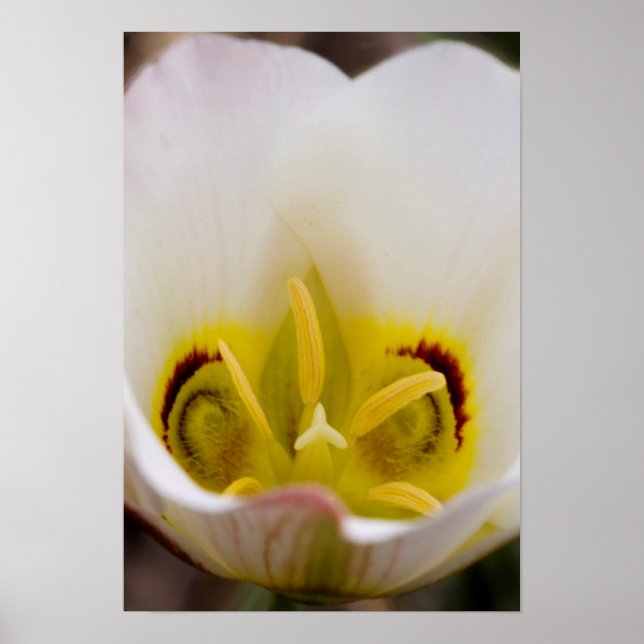 Huvudstad Reef National Park, Utah, USA 2 Poster (Framsidan)