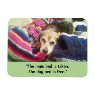 "Huvudupptagning/Bed-fri Hund" 3x4 fotomagnet Magnet