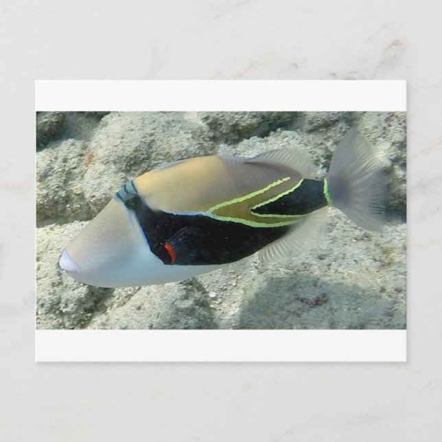 Huymuhumunukunukuapua'a Hawaii State Fish Vykort (Framsida)