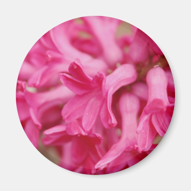 Hyacinsk Rosa Magnet (Framsidan)
