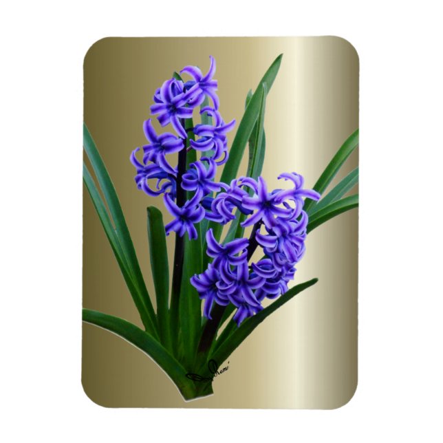 Hyacint blomma i Fullt Bloom Magnet (Vertikal)