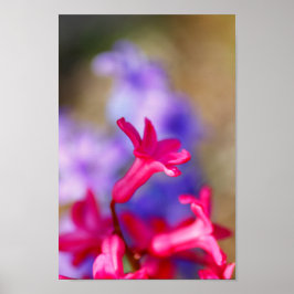 Hyacint Flowers Poster