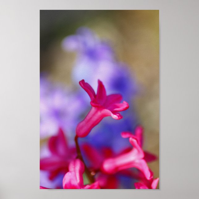 Hyacint Flowers Poster (Framsidan)