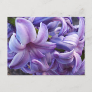 Hyacint Flowers vykort