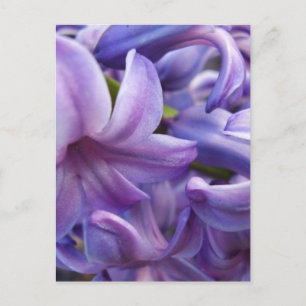 Hyacint Flowers vykort