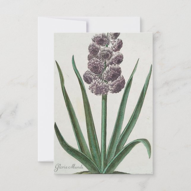 Hyacint (Gloria Mundi) Inbjudningar (Framsida)