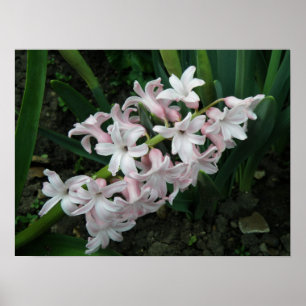 Hyacint i Bloom Print Poster