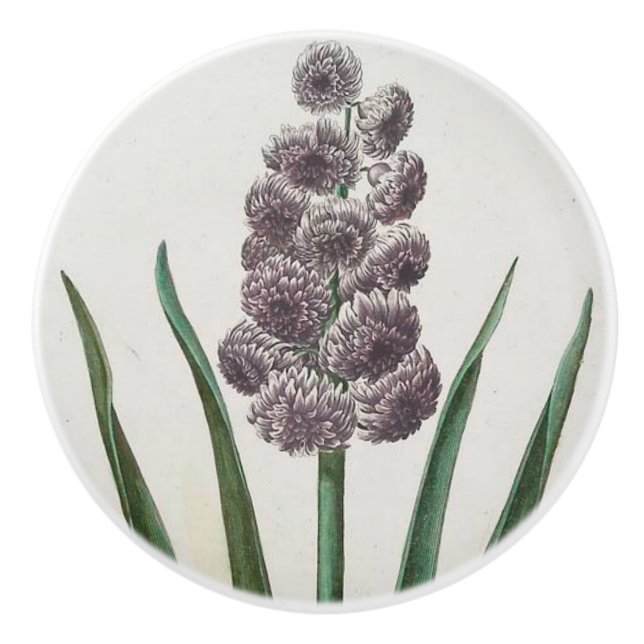 Hyacint Knopp (Framsidan)