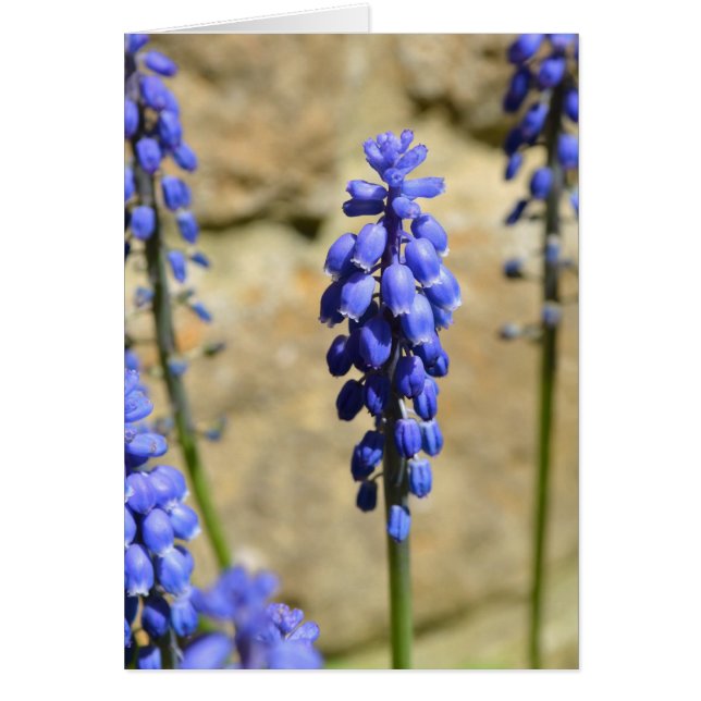 Hyacint kort för Muscari Grape (Framsidan)