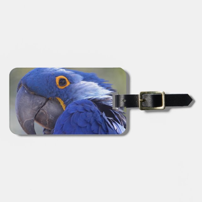 Hyacint Macaw Bagagebricka (Horisontell Framsida)