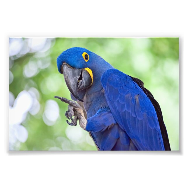 Hyacint Macaw Bird Fototryck (Framsidan)