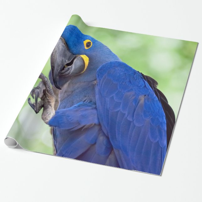 Hyacint Macaw Bird Presentpapper (Utrullad)