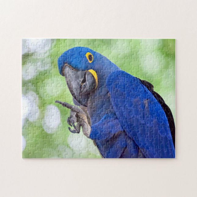 Hyacint Macaw Bird Pussel (Horisontell)