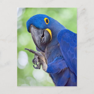 Hyacint Macaw Bird Vykort