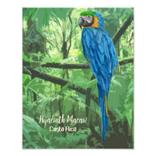 Hyacint Macaw Costa Rica Design Poster
