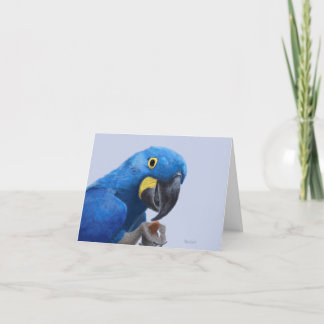 Hyacint Macaw Encouragement JW Tack Kort