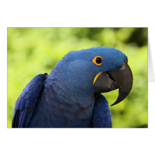 Hyacint Macaw Hälsningskort