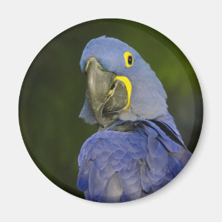 Hyacint Macaw Magnet