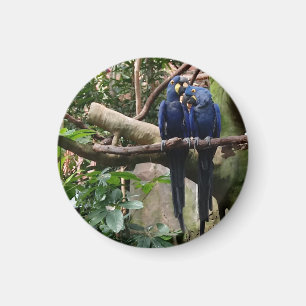 Hyacint Macaw Magnet