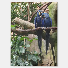 Hyacint Macaw Magnet