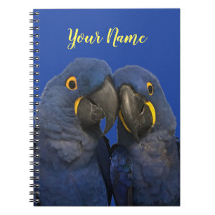 Hyacint Macaw Parrot Bird Sällsynt Blue Anteckningsbok