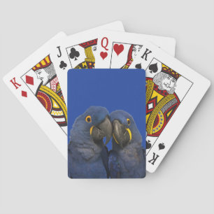 Hyacint Macaw Parrot Bird Sällsynt Blue Casinokort