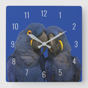 Hyacint Macaw Parrot Bird Sällsynt Blue Fyrkantig Klocka